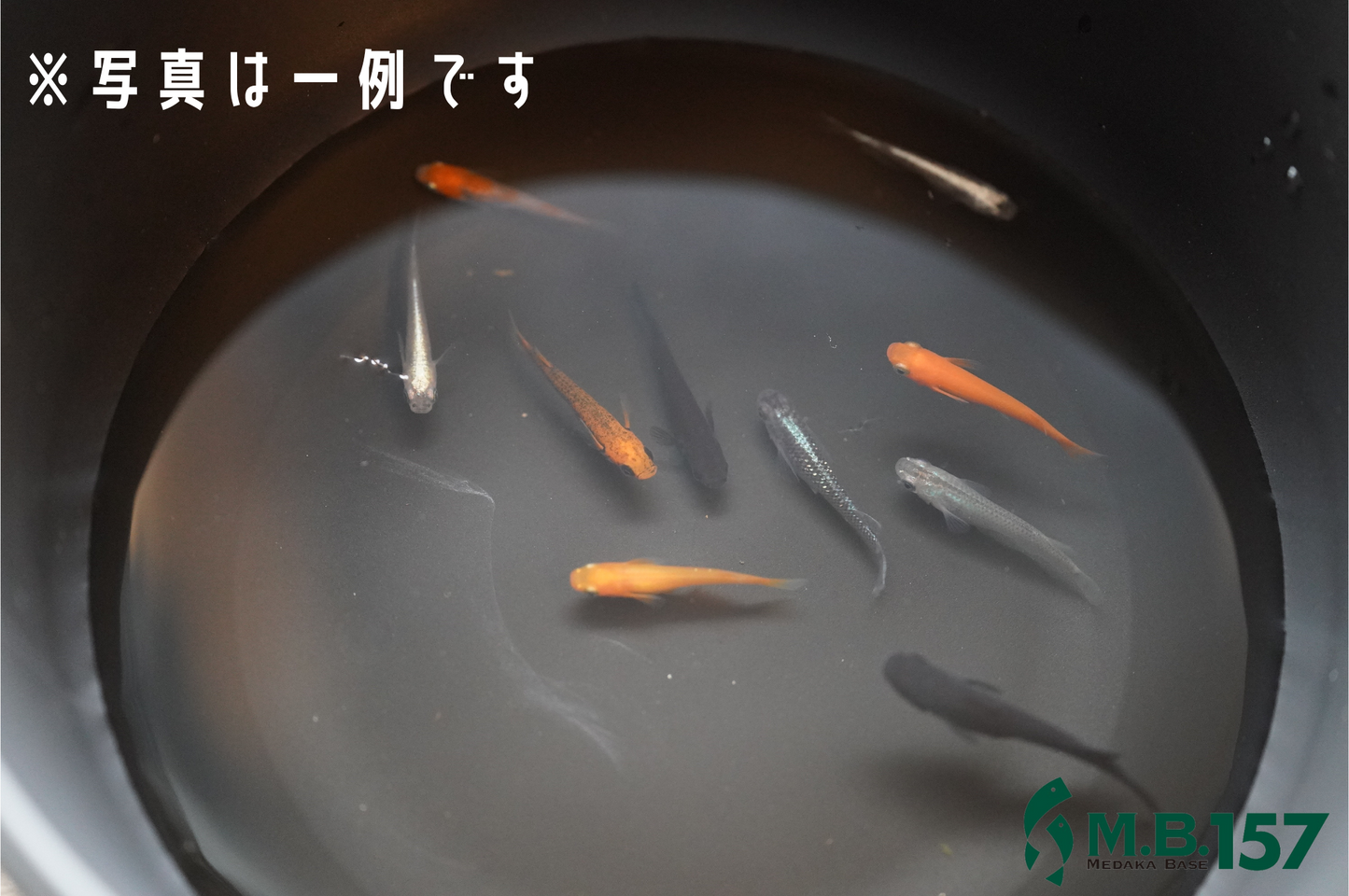 みっくす(5匹から)