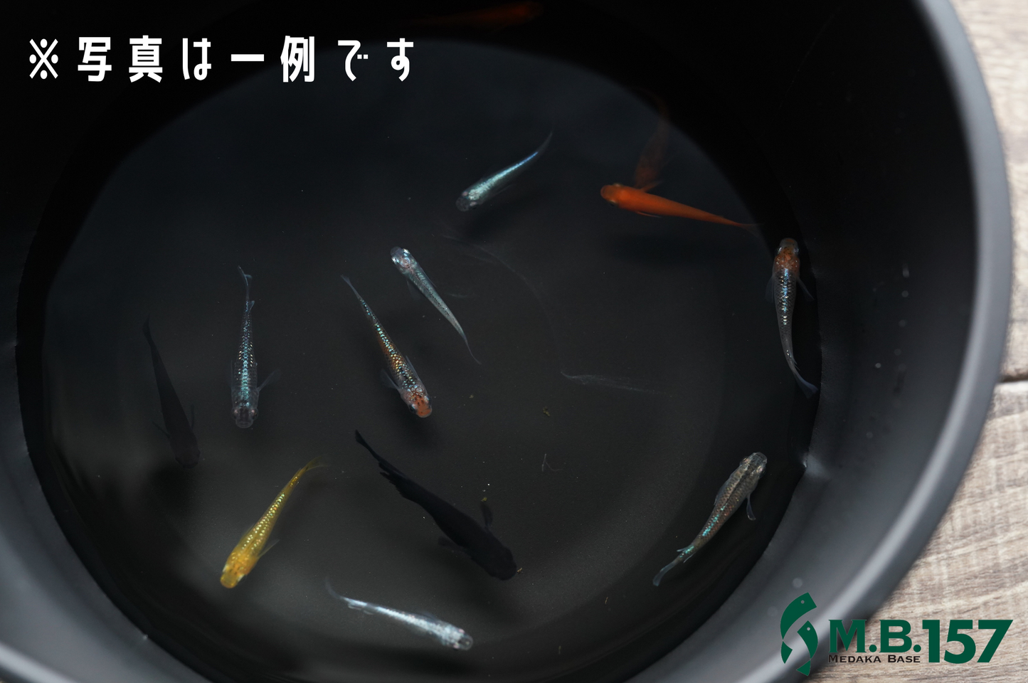 ちょっといいみっくす(5匹から)