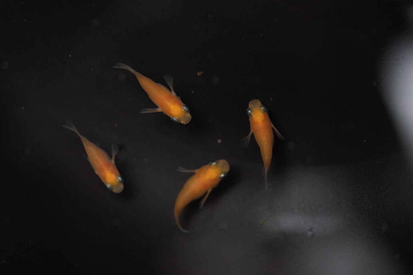 【画像現物】初恋ダルマ 2ペア