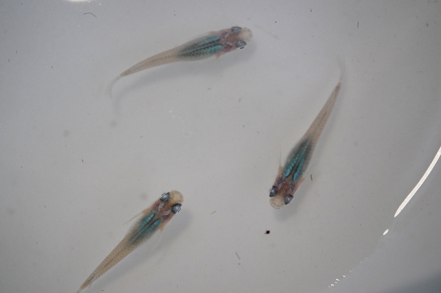 【画像現物】深海 1ペア+メス