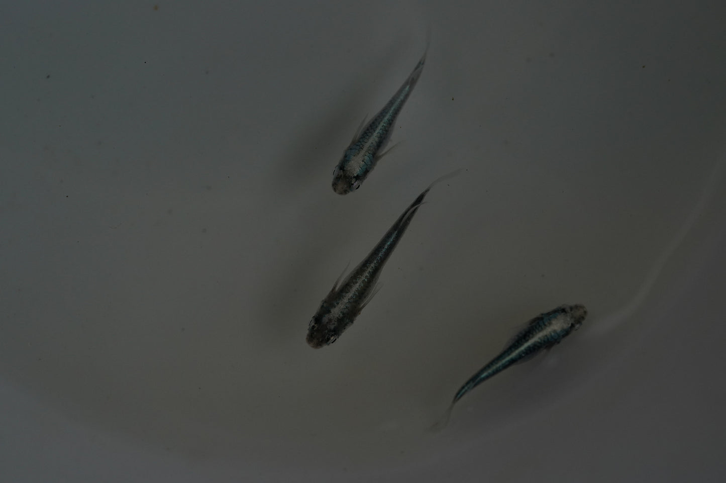 【画像現物】サバの極み 3匹セット