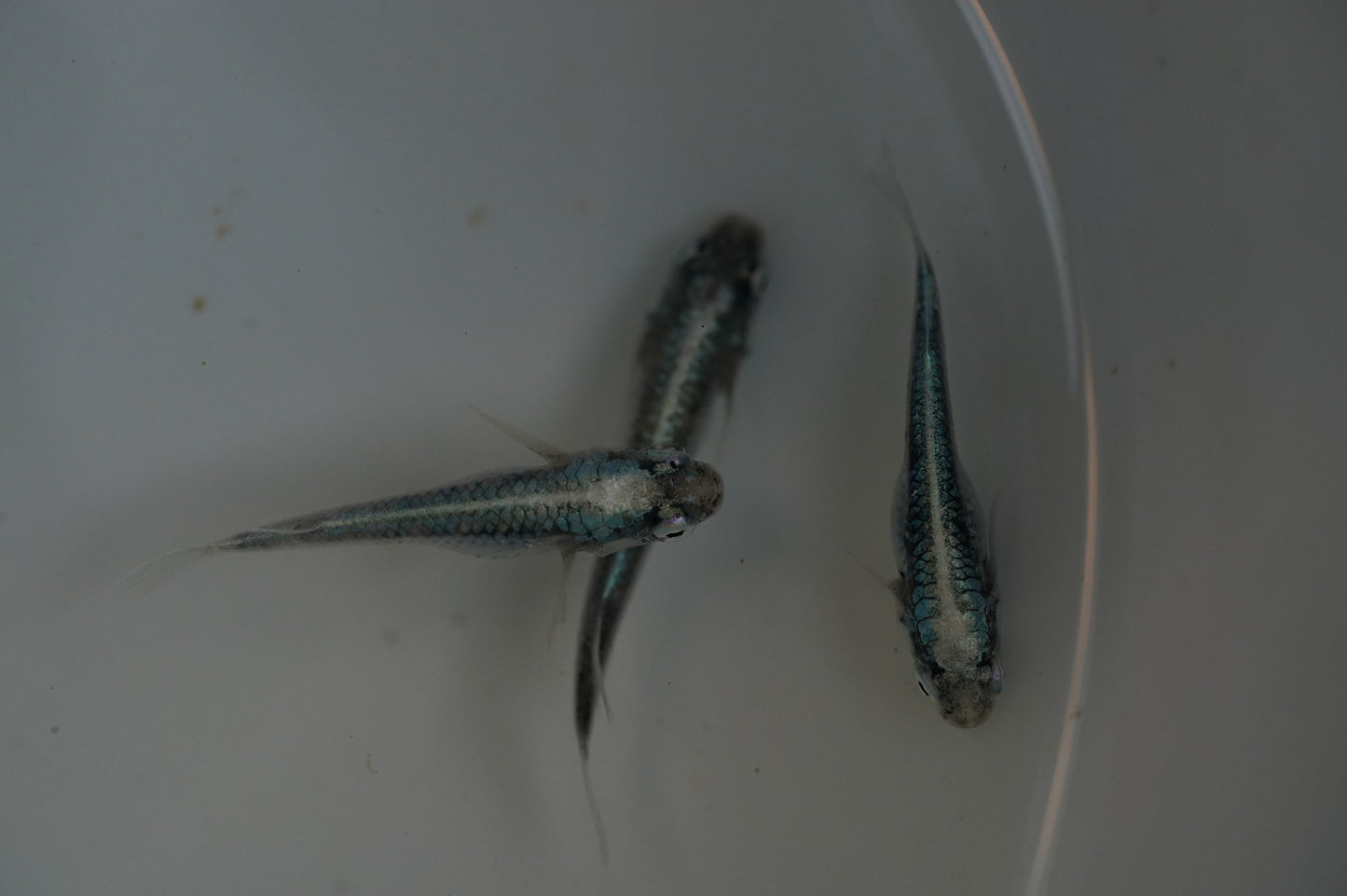 【画像現物】サバの極み 3匹セット