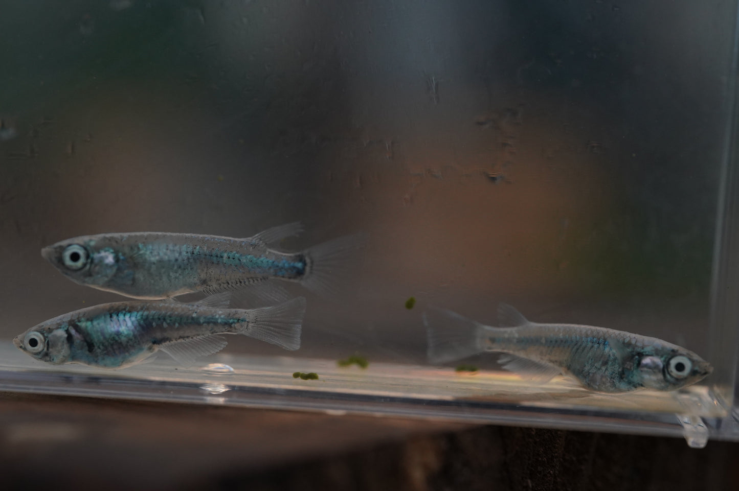 【画像現物】サバの極み 3匹セット