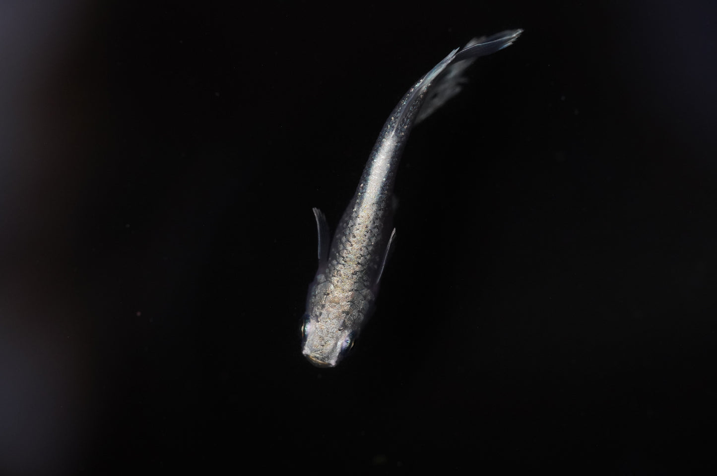 【有精卵】エメキン 有精卵15個+α