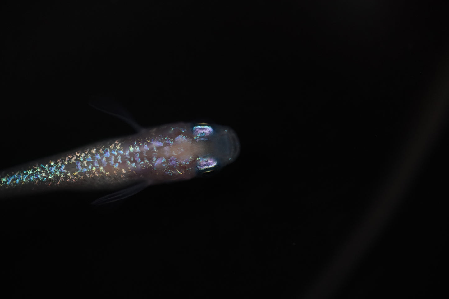 【有精卵】ピンクサファイア 有精卵15個+α