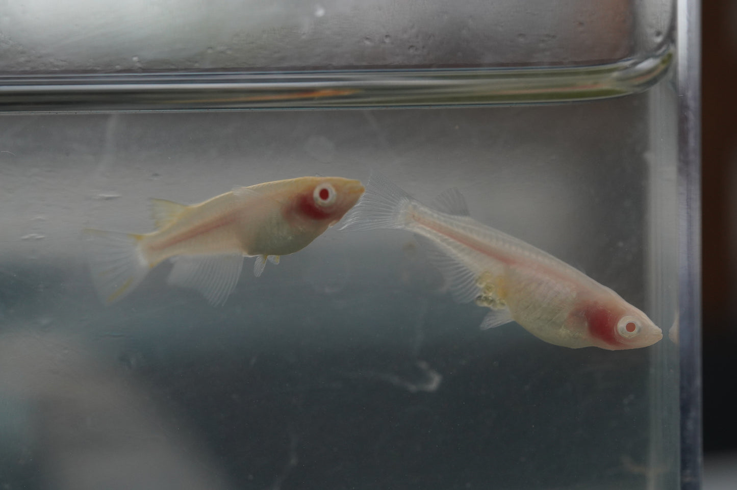 【有精卵】アルビノ透明鱗 有精卵 15個+α