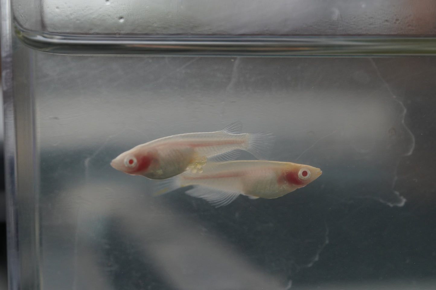 【有精卵】アルビノ透明鱗 有精卵 15個+α