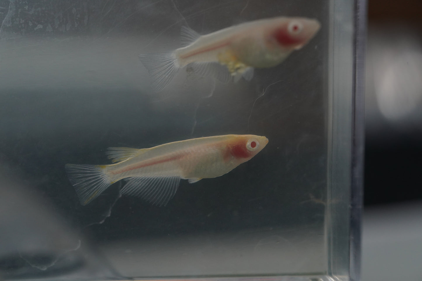 【有精卵】アルビノ透明鱗 有精卵 15個+α