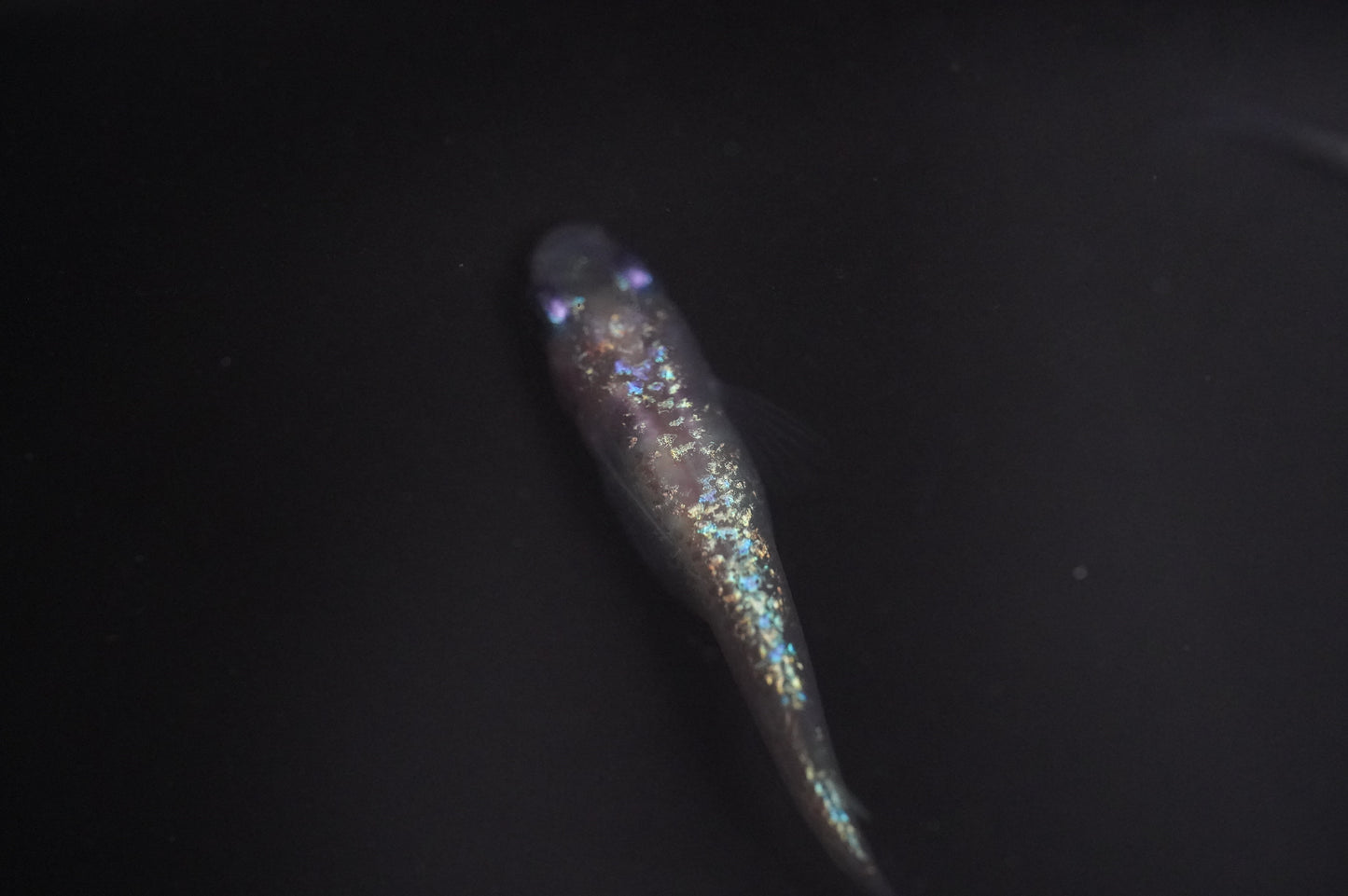 【有精卵】ピンクサファイア 有精卵15個+α