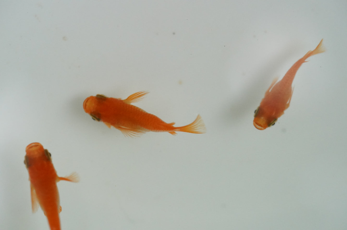 【有精卵】初恋ダルマ 15個+α