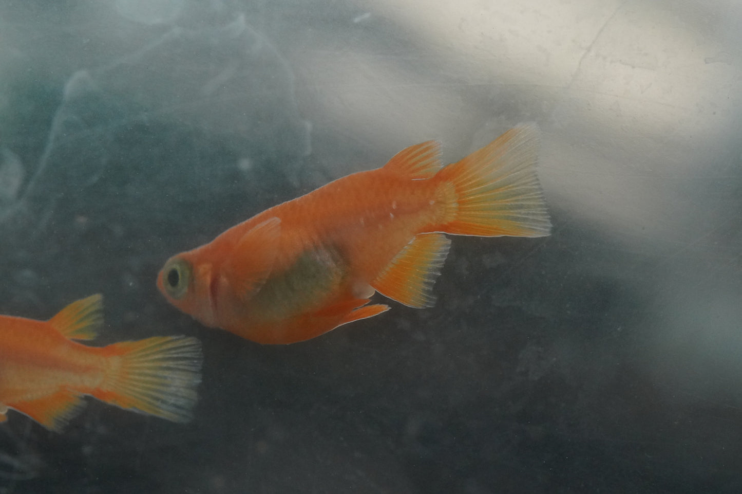 【有精卵】初恋ダルマ 15個+α