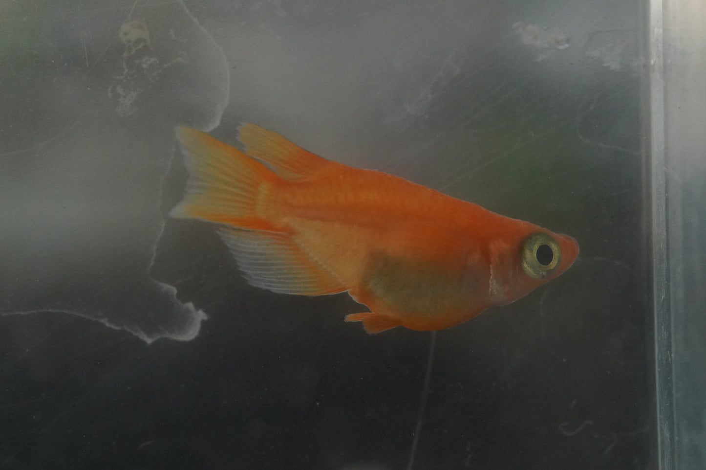 【有精卵】初恋ダルマ 15個+α