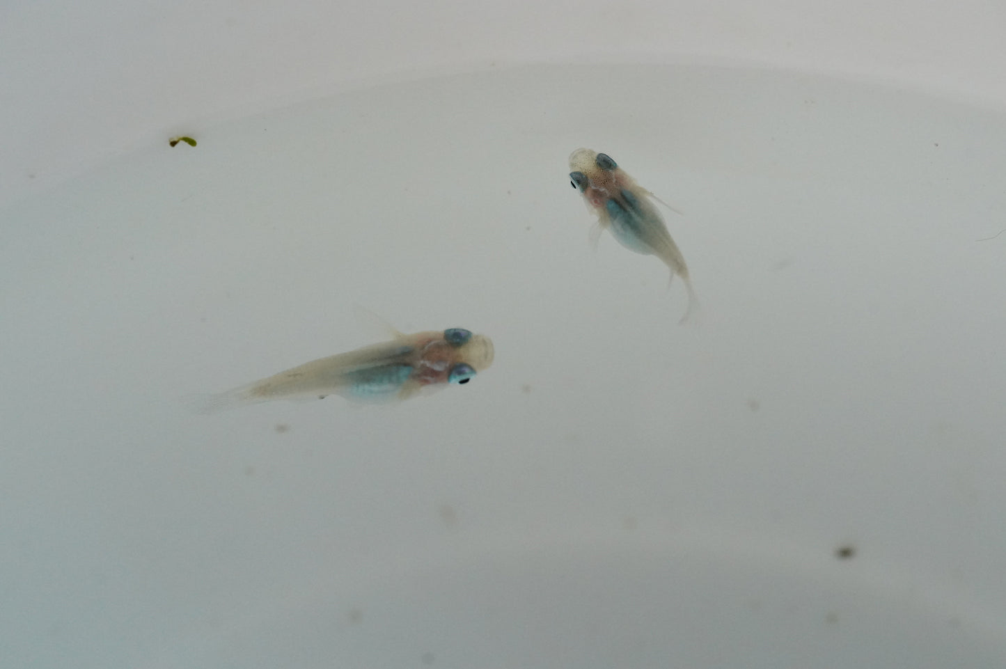 【有精卵】深海ダルマ 15個+α