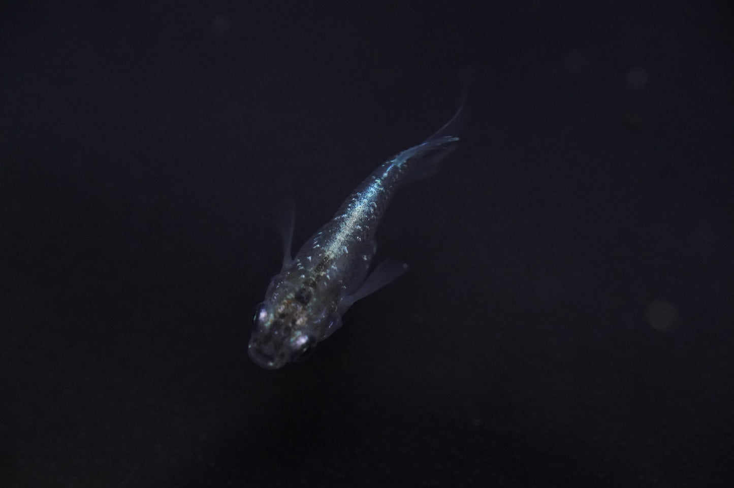 【有精卵】夢蛍ダルマ 15個+α