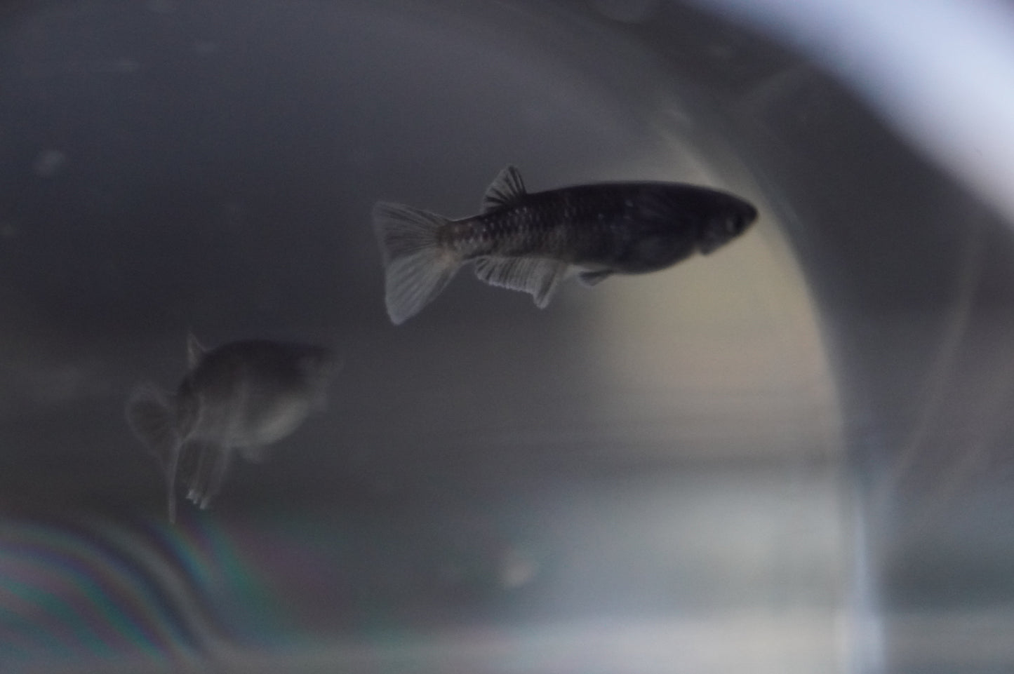 【現物個体】MWR00LF 1ペア