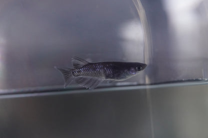 【現物個体】MWR00LF　1ペア