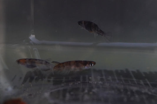 【現物個体】和墨三色　2ペア