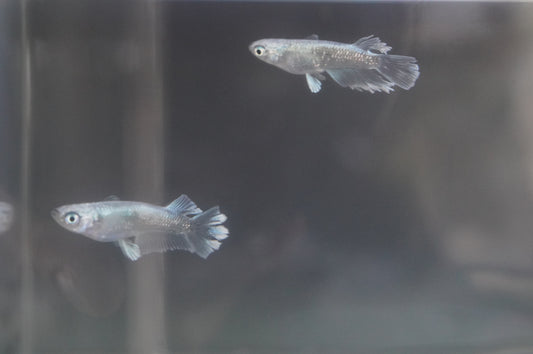 【現物個体】グランブルー　1ペア