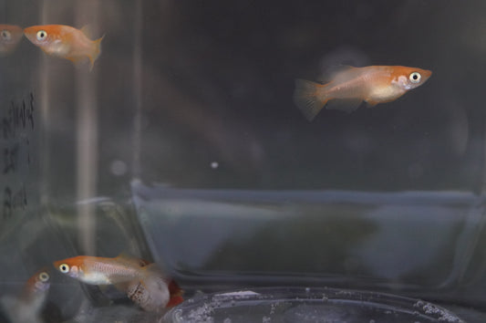 【現物個体】舞姫ショート　2ペア