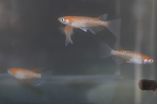 【現物個体】王華リアルロングフィン　2ペア