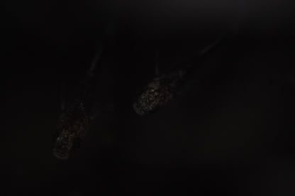 【画像現物】白姫　2ペア＋メス