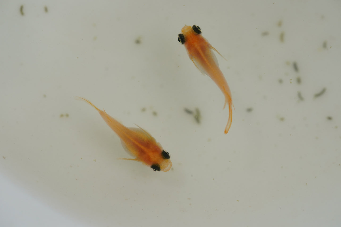 【有精卵】楊貴妃パンダ出目ダルマ　15個＋α