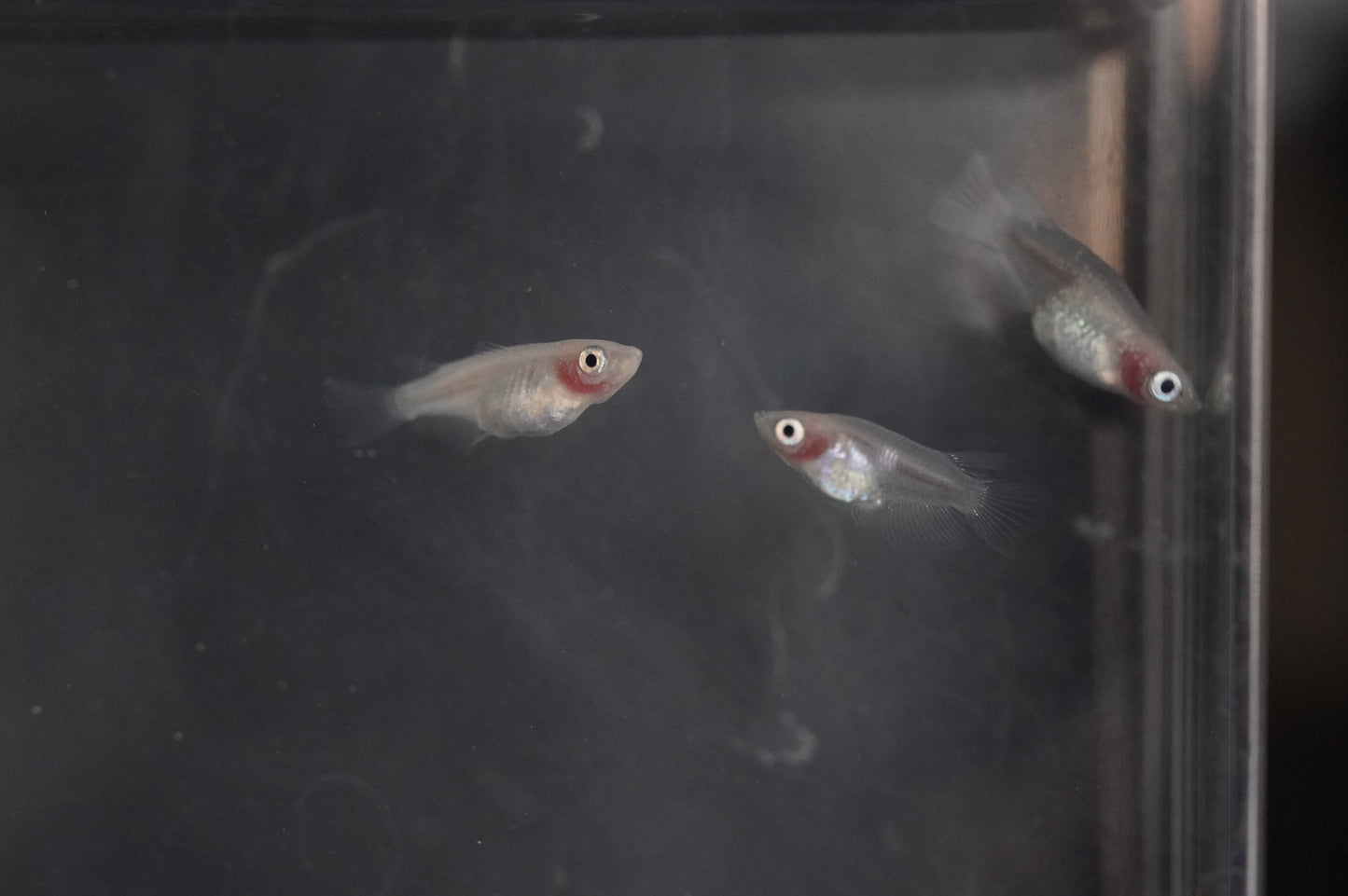 【有精卵】紅ほっぺダルマ　15個+α
