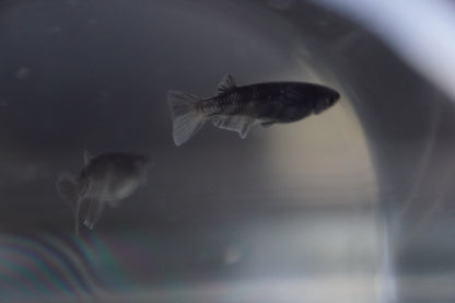 【現物個体】MWR00LF　1ペア