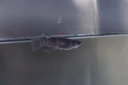 【現物個体】MWR00LF　1ペア